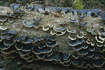 Bracket Fungus (Polyporaceae) growing on log, Oberbayern, Germany