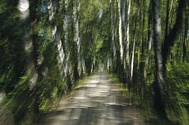 Tree lined road, abstract Oberbayern, Germany