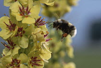 Garden Bumblebee (Bombus hortorum) collecting pollen on flower, Austria