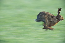 European Hare (Lepus europaeus) running, Austria