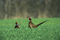 Ring-necked Pheasant (Phasianus colchicus) two males standing on ground, Austria