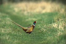 Ring-necked Pheasant (Phasianus colchicus) male standing on ground, Austria