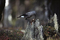 Spotted Nutcracker (Nucifraga caryocatactes) eating seeds from a pine cone, Europe