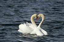 Mute Swan (Cygnus olor) affectionate pair after mating, Germany