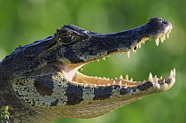 Jacare Caiman (Caiman yacare) thermoregulating by opening jaws, Pantanal, Brazil