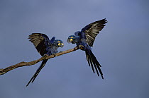 Hyacinth Macaw (Anodorhynchus hyacinthinus) pair perching, Pantanal, Brazil