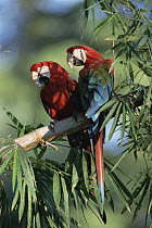 Red and Green Macaw (Ara chloroptera) pair, Pantanal, Brazil