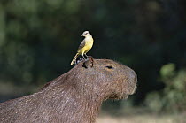 Cattle Tyrant (Machetornis rixosa) on Capybara (Hydrochoerus hydrochaeris), Pantanal, Brazil
