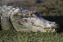 Spectacled Caiman (Caiman crocodilus) resting on grass, portrait, side-view, Pantanal, Brazil