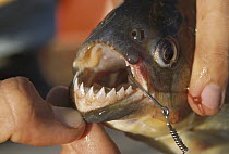 Blacktail Piranha (Pygocentrus piraya) on hook showing sharp teeth, Pantanal, Brazil
