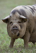 Domestic Pig (Sus scrofa domesticus) portrait, Pantanal, Brazil