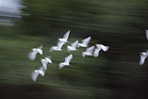 Cattle Egret (Bubulcus ibis) flock flying, Pantanal, Brazil