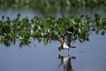 Nacunda Nighthawk (Podager nacunda) skimming water, Pantanal, Brazil