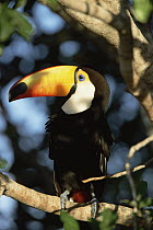 Toco Toucan (Ramphastos toco) perching on a branch, Pantanal, Brazil