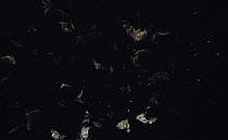Bats flying against starry night sky, Pantanal, Brazil