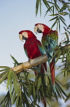 Red and Green Macaw (Ara chloroptera) pair, Pantanal, Brazil