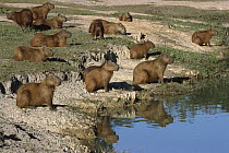 Capybara (Hydrochoerus hydrochaeris) group, Pantanal, Brazil