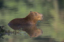 Capybara (Hydrochoerus hydrochaeris) wading through water, Pantanal, Brazil
