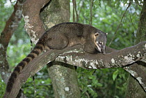 Coatimundi (Nasua nasua) in tree, Pantanal, Brazil