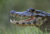 Spectacled Caiman (Caiman crocodilus) panting to thermoregulate, Pantanal, Brazil