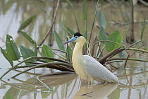Capped Heron (Pilherodius pileatus) standing in water, Pantanal, Brazil