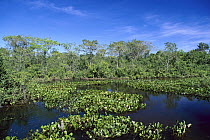 Common Water Hyacinth (Eichhornia crassipes) in Paraguay River, Pantanal, Brazil