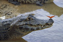 Spectacled Caiman (Caiman crocodilus) with orange butterfly perched on tip of snout, Pantanal, Mato Grosso, Brazil