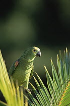 Blue-fronted Parrot (Amazona aestiva), Pantanal ecosystem, Brazil