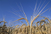 Barley (Hordeum sp) field showing heads of grain, Germany