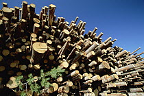 Pine (Pinus sp) logs drying before being milled, Sweden
