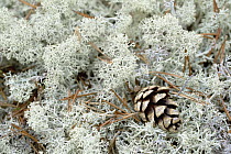 Reindeer Moss (Cladonia rangiferina) with pine cone, Sweden
