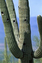 Saguaro (Carnegiea gigantea) with nesting cavities made by birds, Sonora Desert, Arizona