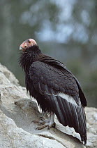 California Condor (Gymnogyps californianus), North America