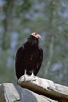 California Condor (Gymnogyps californianus) portrait in conservation center, California