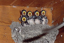 Barn Swallow (Hirundo rustica) chicks lined up in nest with their mouths open waiting for food, Germany