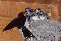 Barn Swallow (Hirundo rustica) mother feeding chicks at nest, Germany