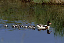 Common Shelduck (Tadorna tadorna) mother followed by nine ducklings, France