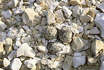 Kentish Plover (Charadrius alexandrinus) eggs camouflaged in ground nest, Europe