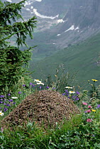 Red Wood Ant (Formica rufa) anthill in mountains with flowers, Europe
