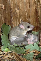 Fat Dormouse (Glis glis) mother nursing young in nest lined with acorns and oak leaves, Germany