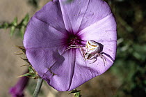 Goldenrod Crab Spider (Misumena vatia) on purple flower, Europe
