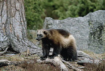 Wolverine (Gulo gulo) male portrait, threatened, Sweden