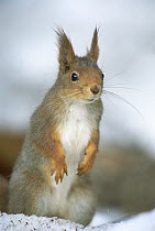 Eurasian Red Squirrel (Sciurus vulgaris) standing on hind legs in the winter snow, Europe