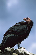 California Condor (Gymnogyps californianus) perched on rock, California