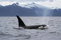 Orca (Orcinus orca) surfacing beneath mountain range, Inside Passage, Alaska