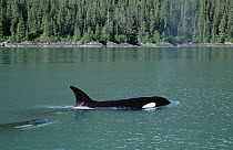 Orca (Orcinus orca) surfacing, Inside Passage, Alaska