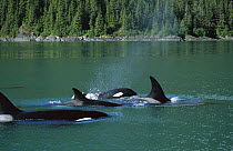Orca (Orcinus orca) pod surfacing, Inside Passage, Alaska