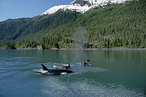 Orca (Orcinus orca) pod surfacing beside conifer-covered coastline, Inside Passage, Alaska
