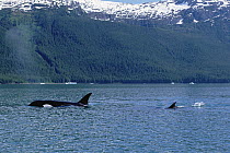 Orca (Orcinus orca) mother and baby surfacing, Inside Passage, Alaska