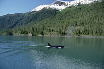 Orca (Orcinus orca) female surfacing beside conifer-covered coastline, Inside Passage, Alaska